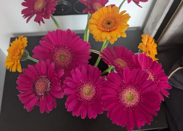 Luxury Marina - Nad Odra * شتشيتسين